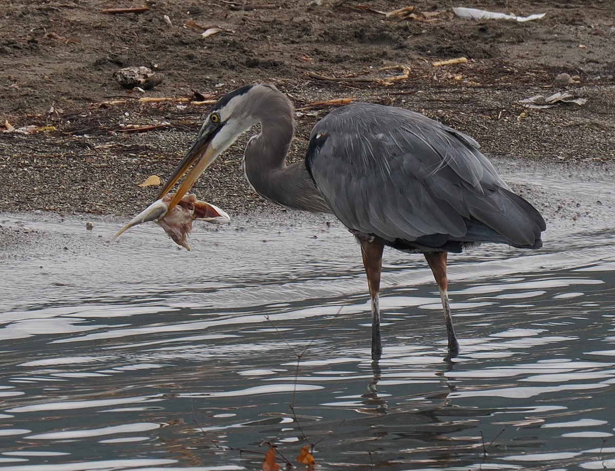 Чапля північна - ML629312404