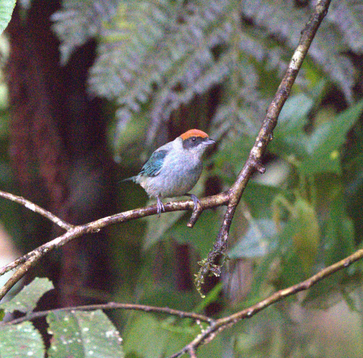 Scrub Tanager - ML629312480