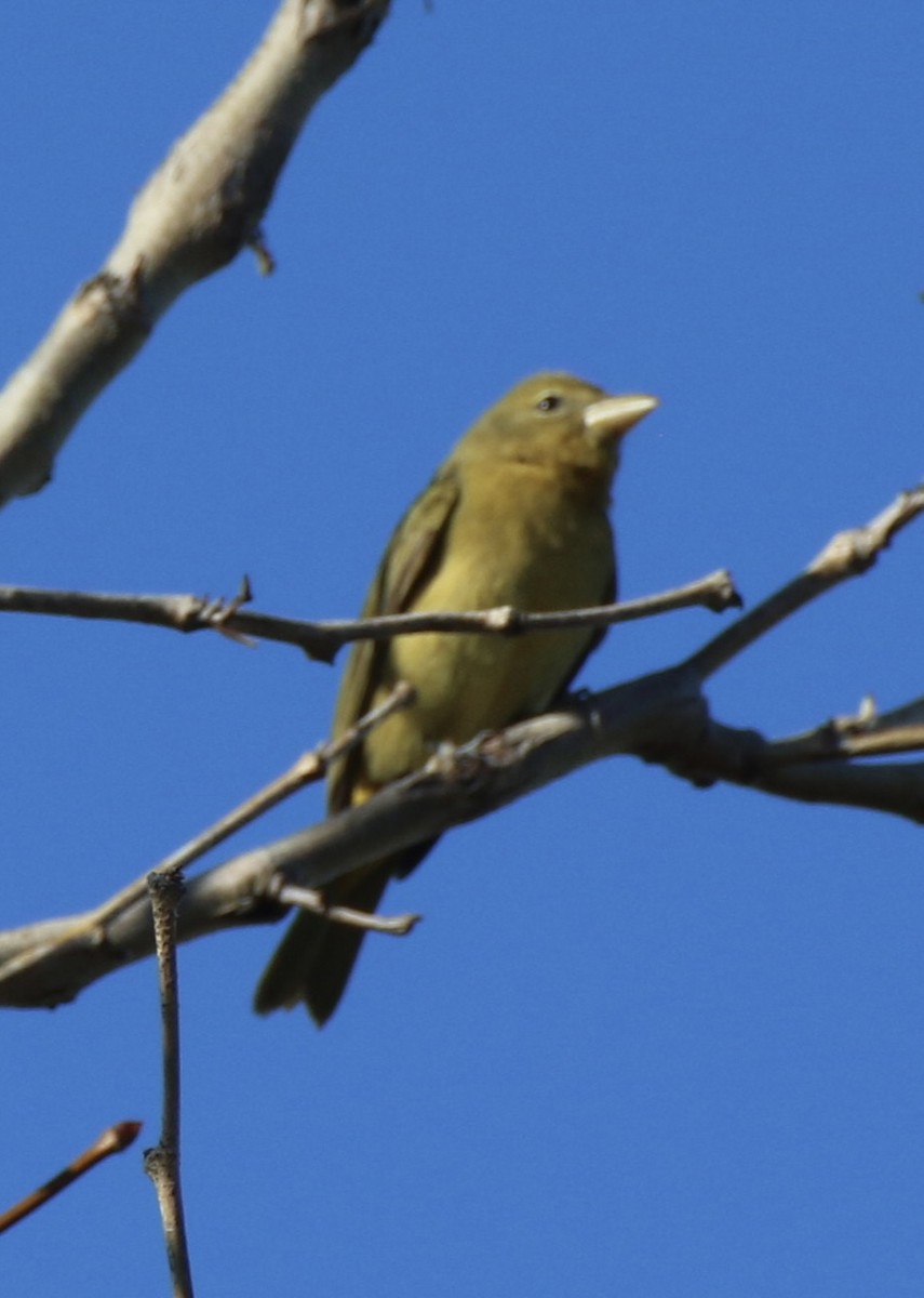 Summer Tanager - ML629312498
