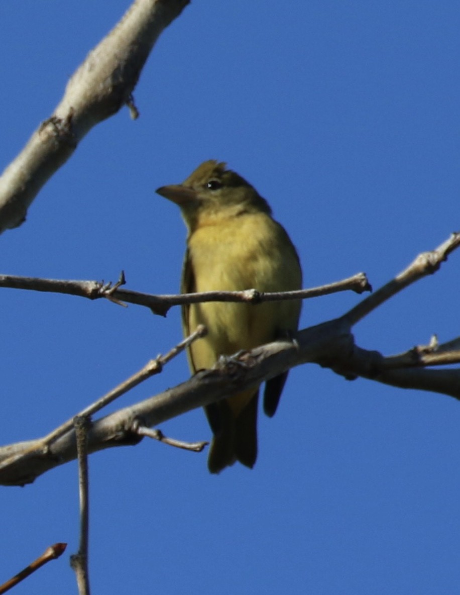 Summer Tanager - ML629312499
