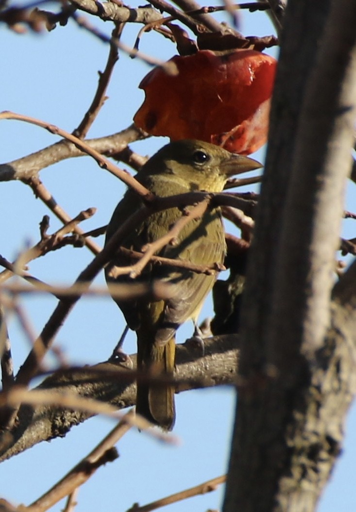 Summer Tanager - ML629312500