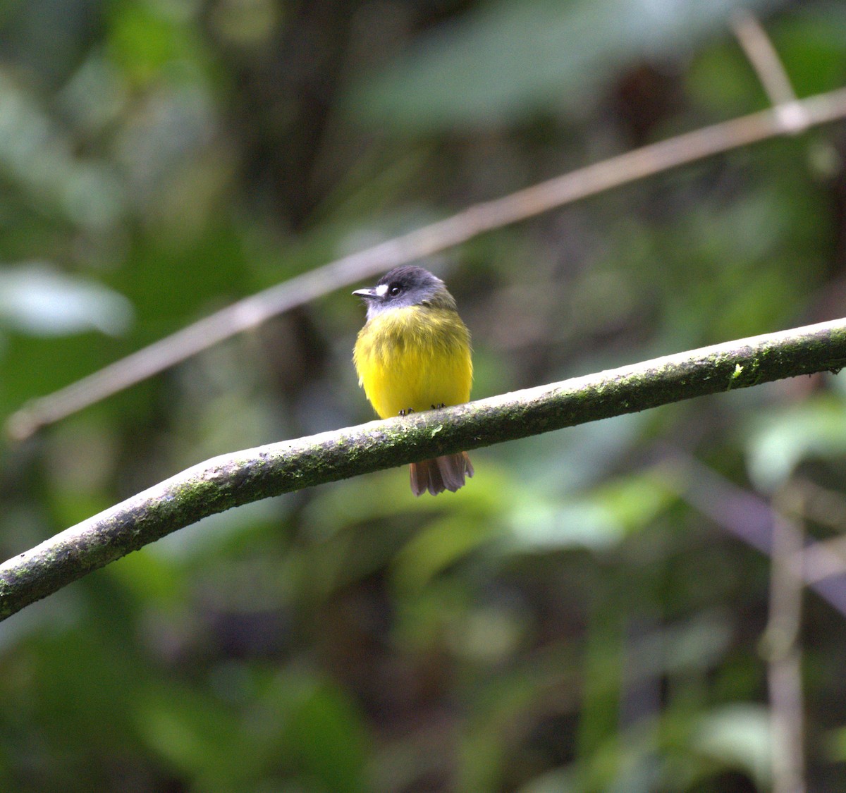 Ornate Flycatcher - ML629312558
