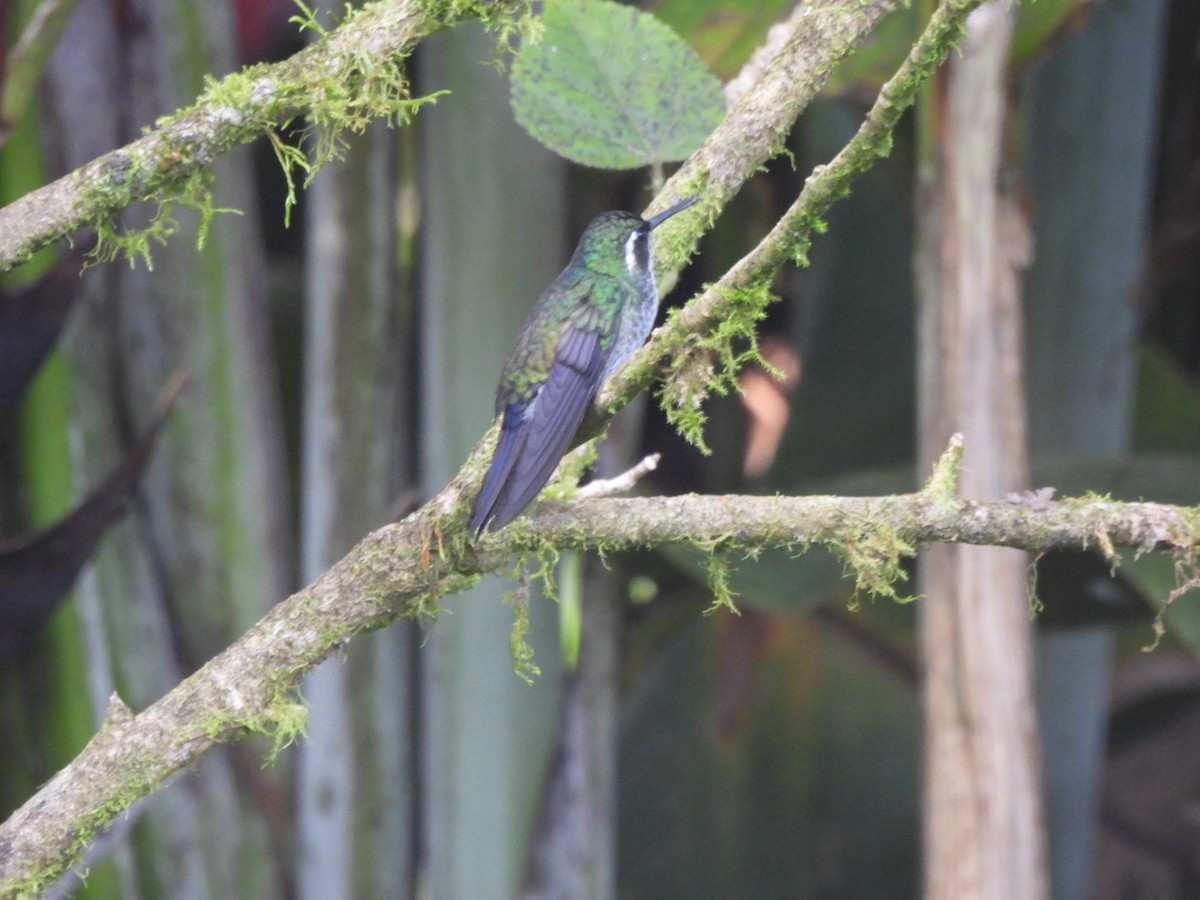 Colibri de Sybil - ML629312724