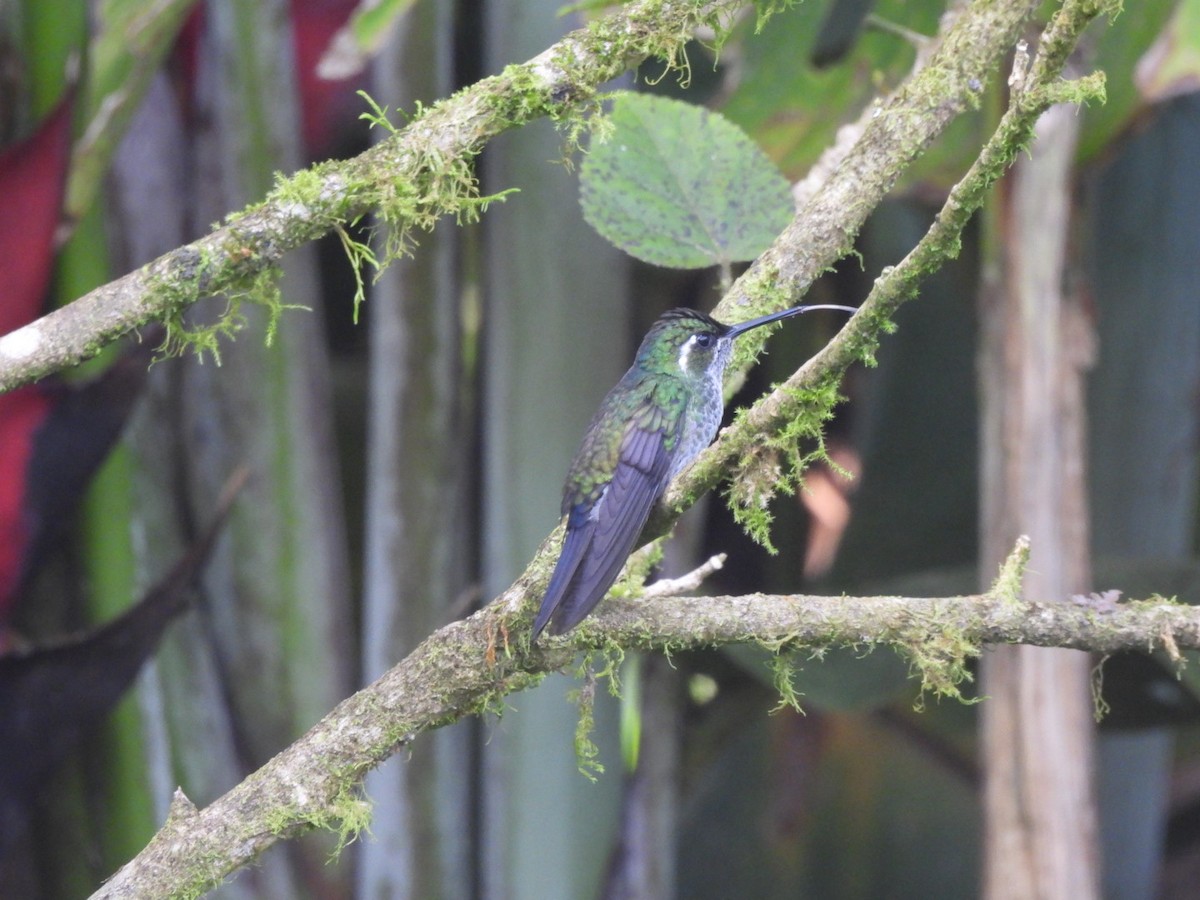 Colibri de Sybil - ML629312725