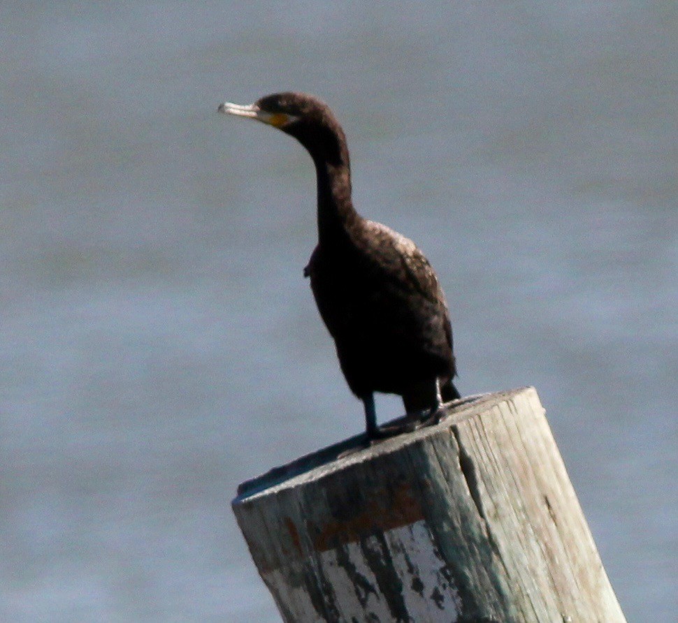 Cormoran vigua - ML629312760