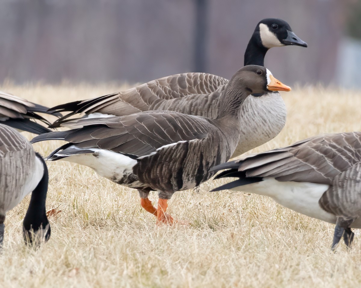 Greater White-fronted Goose - ML629312862