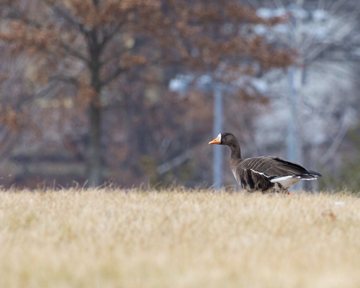 Greater White-fronted Goose - ML629312872