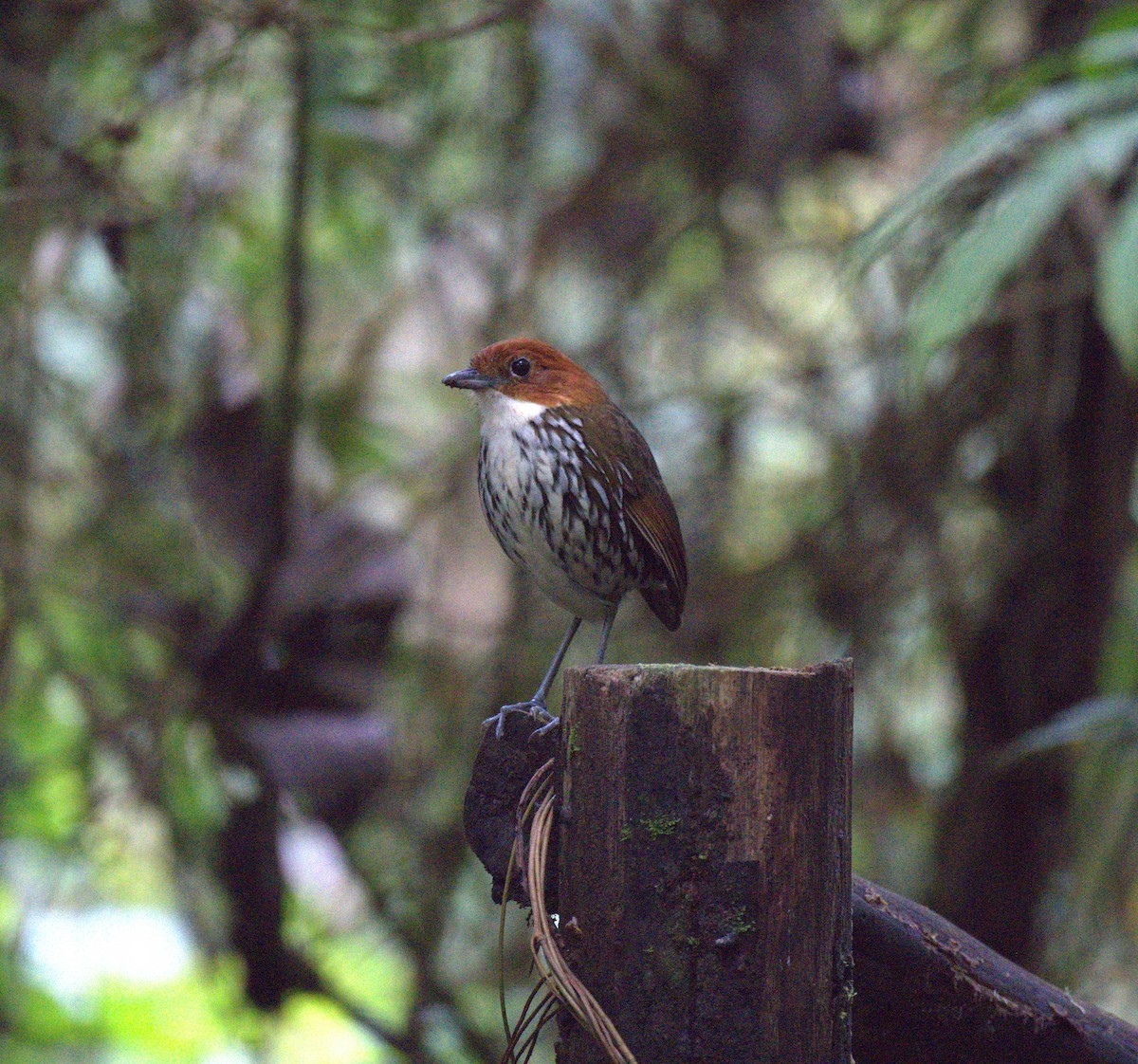 Chestnut-crowned Antpitta - ML629312898