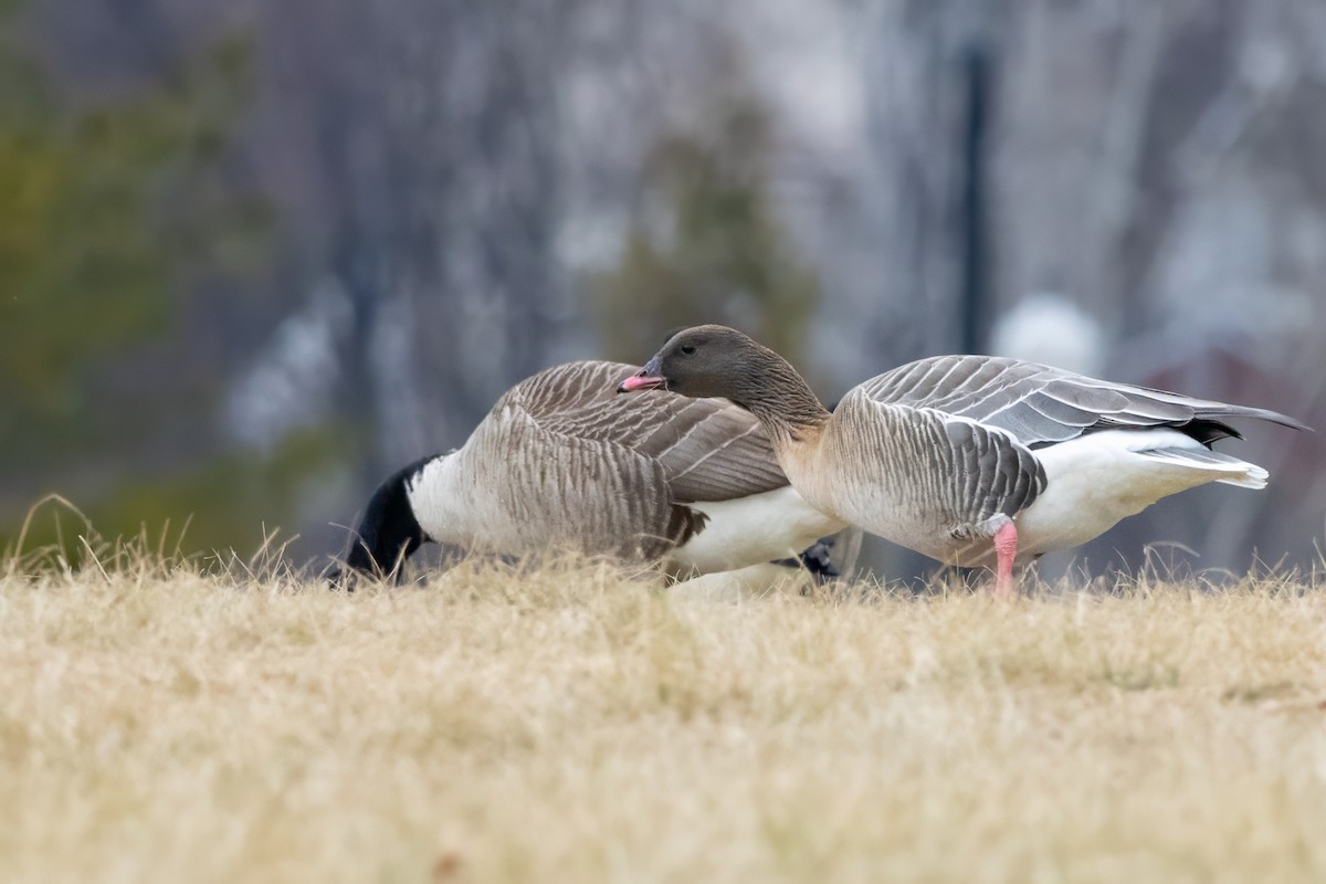 Pink-footed Goose - ML629312910