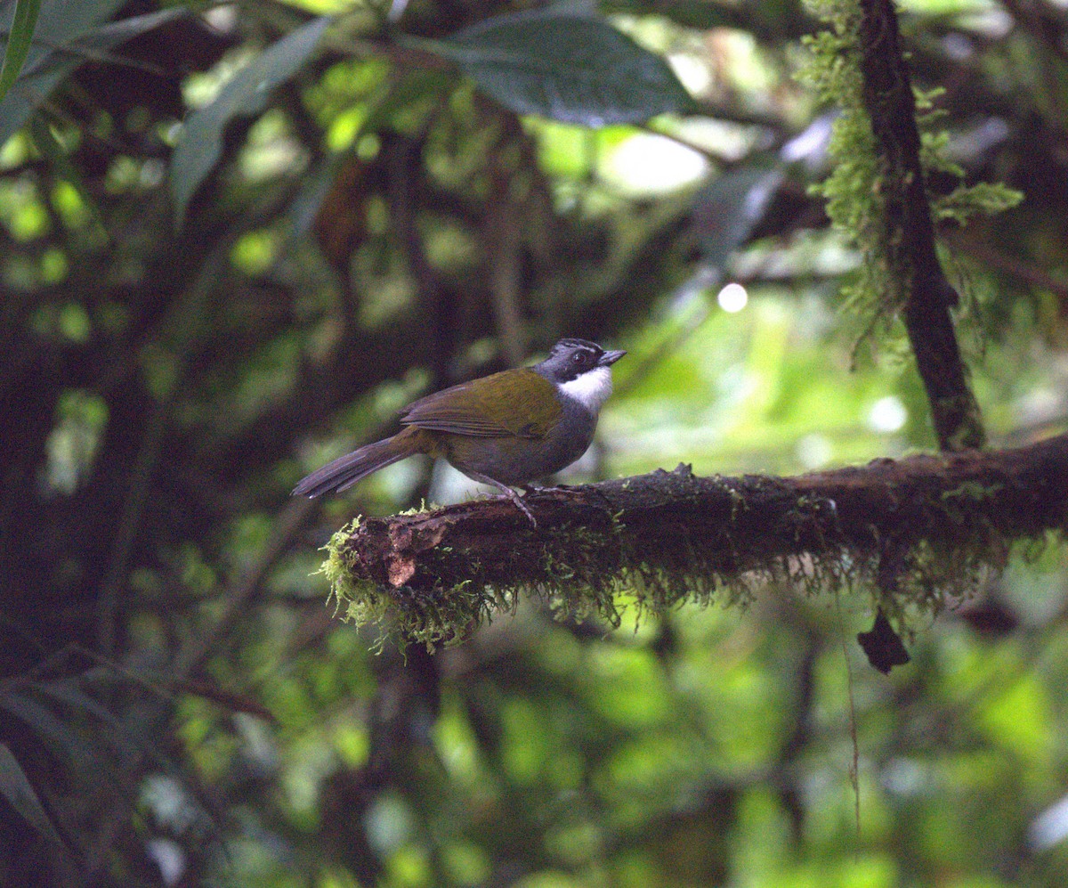 Gray-browed Brushfinch - ML629312921