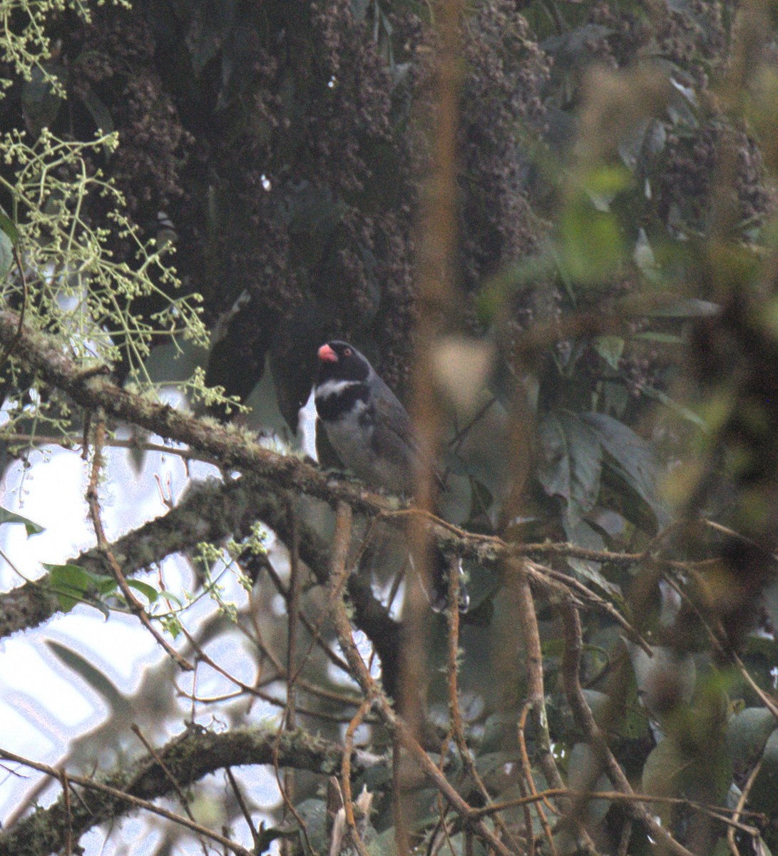 Masked Saltator - ML629312934