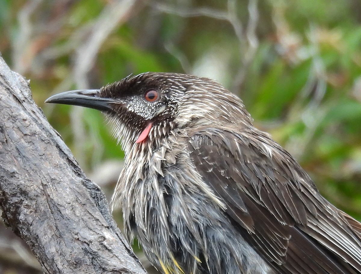 Red Wattlebird - ML629312980