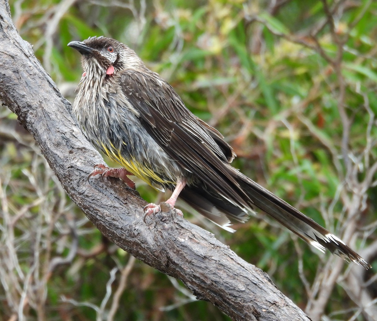 Red Wattlebird - ML629312981