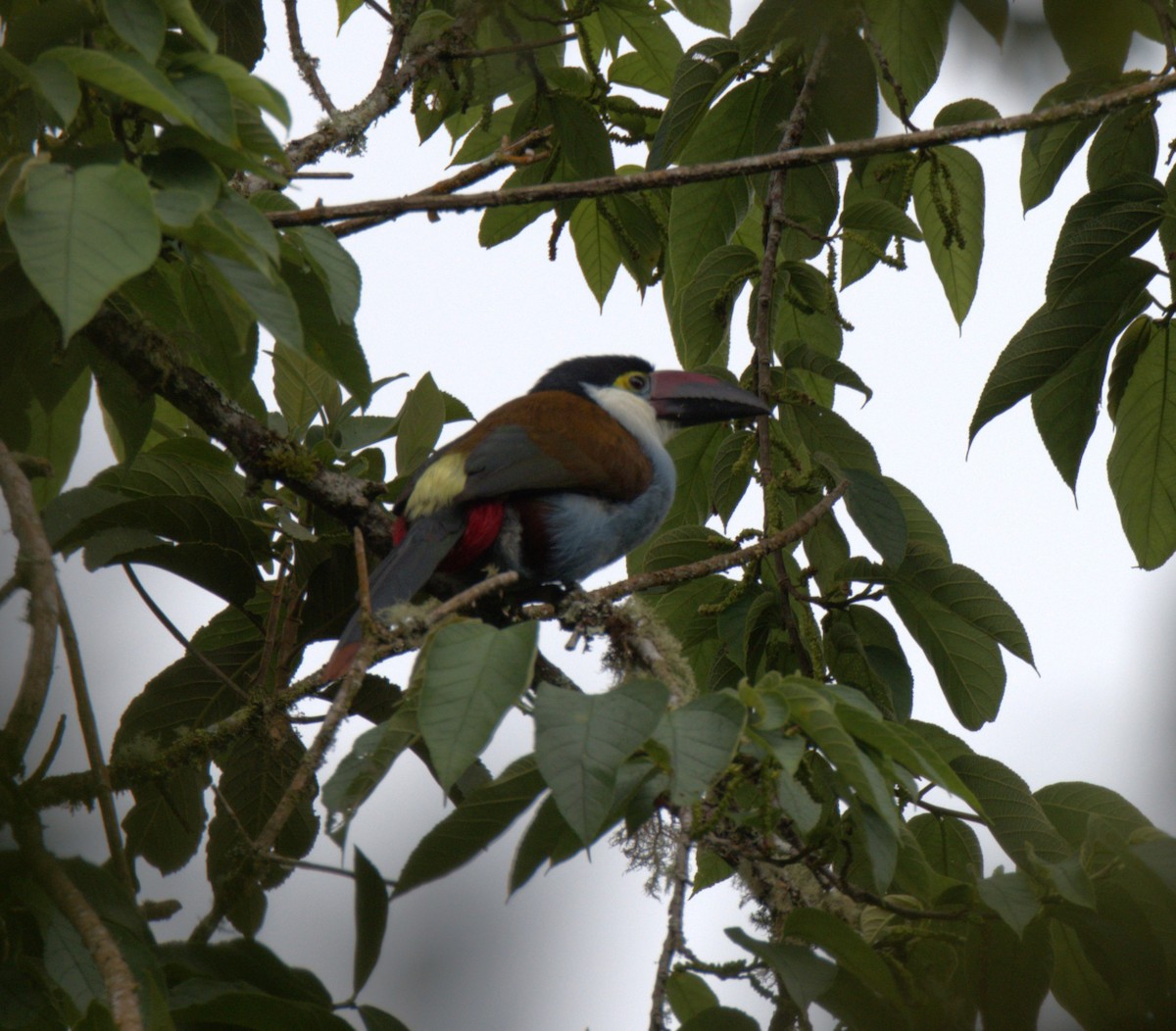 Black-billed Mountain-Toucan - ML629312983