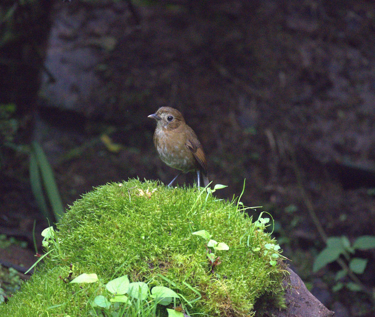 Brown-banded Antpitta - ML629313172