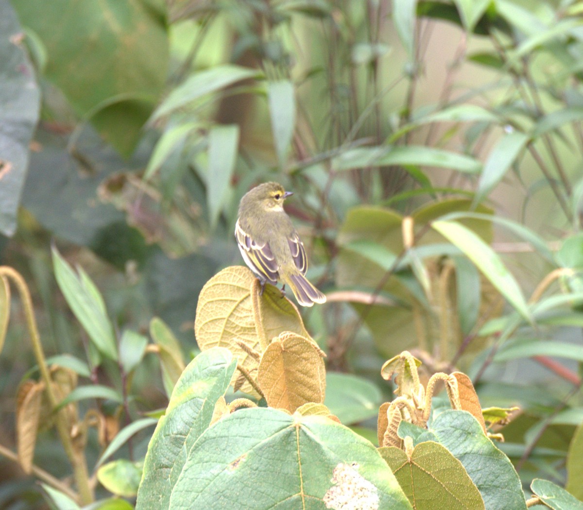 Golden-faced Tyrannulet - ML629313219