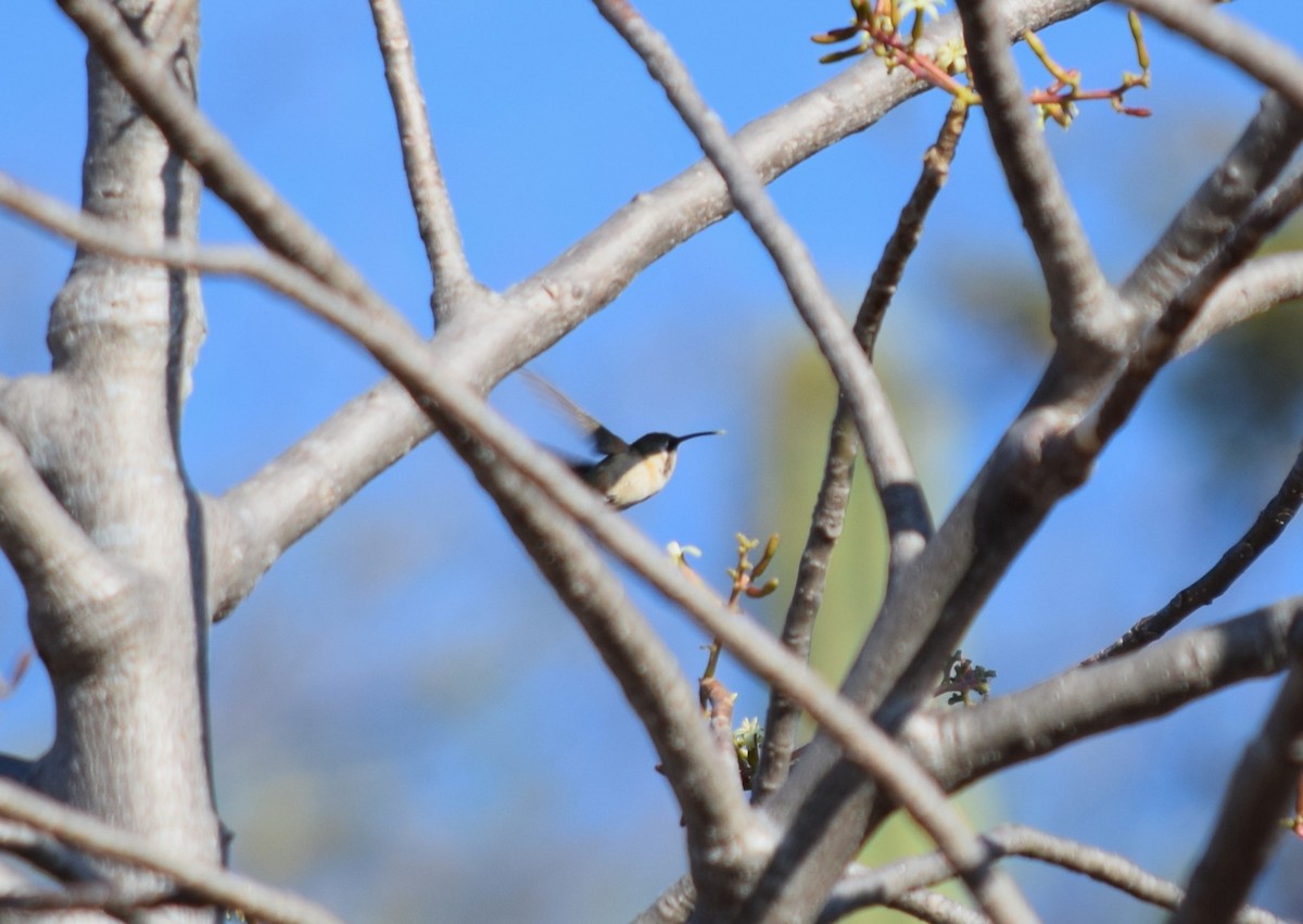 Beautiful Hummingbird - ML629313248