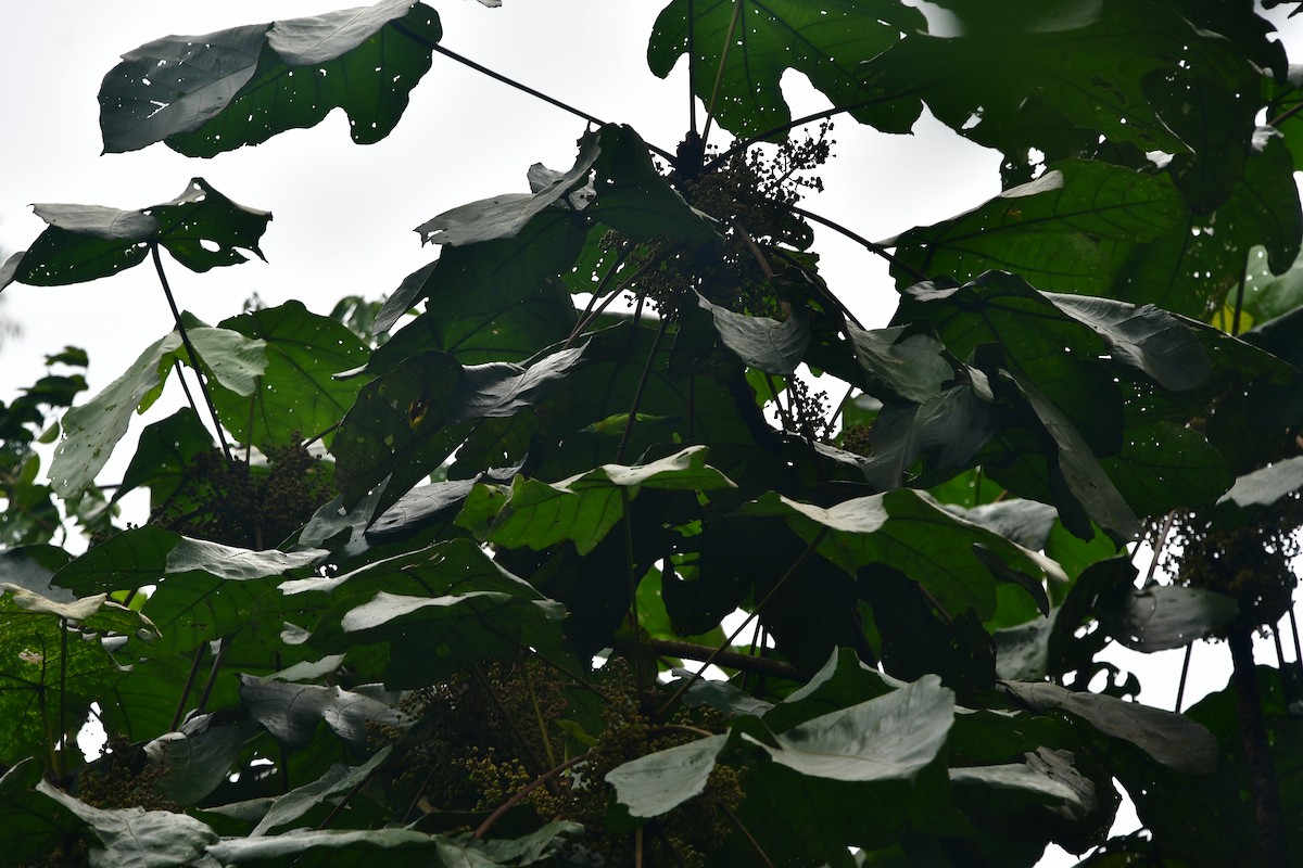 Blue-winged Leafbird - ML629313639