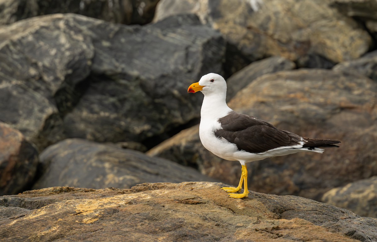 Pacific Gull - ML629313662