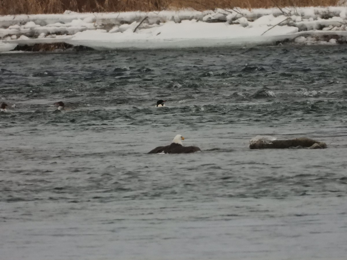 Bald Eagle - ML629313790