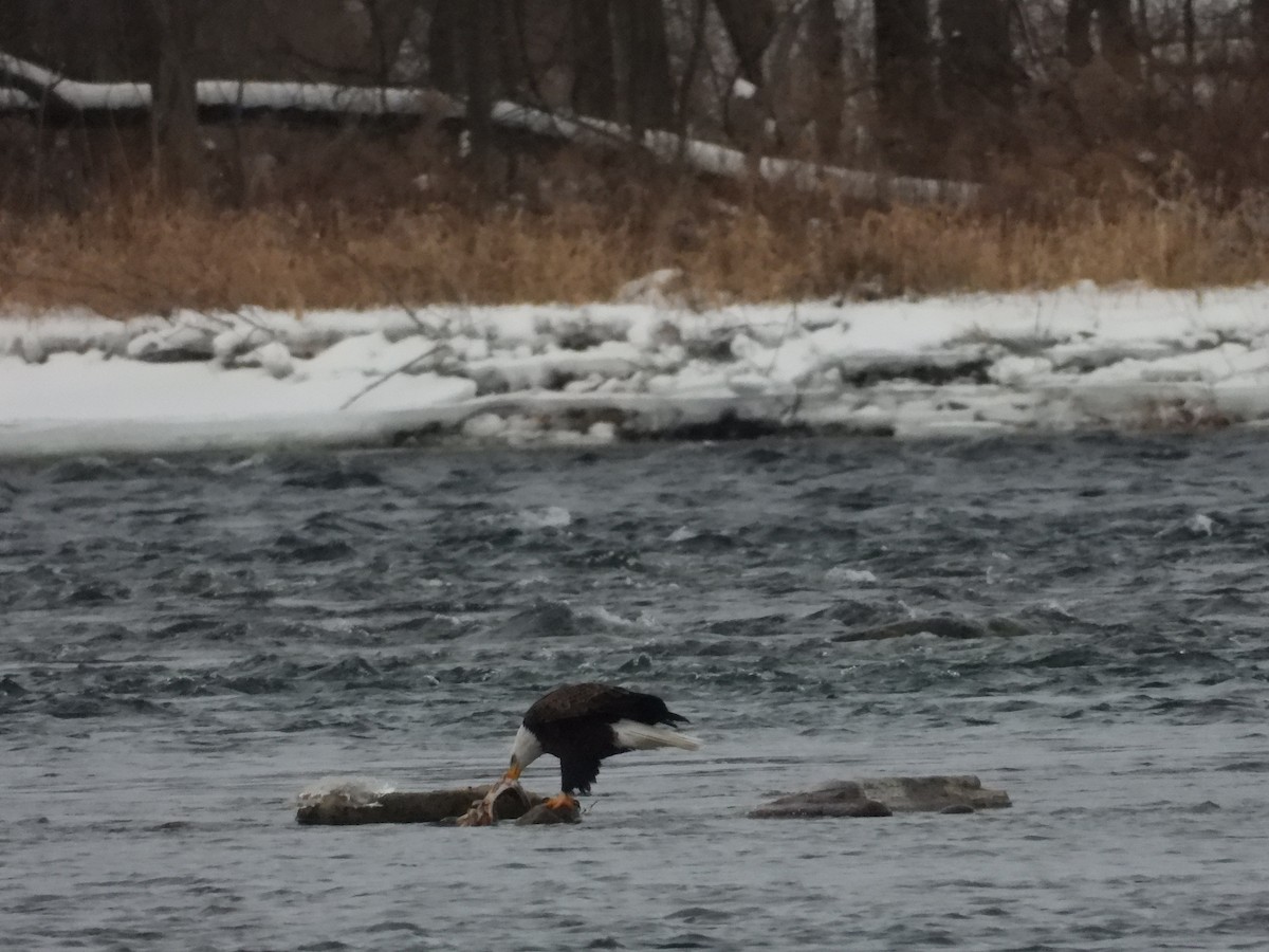 Bald Eagle - ML629313805