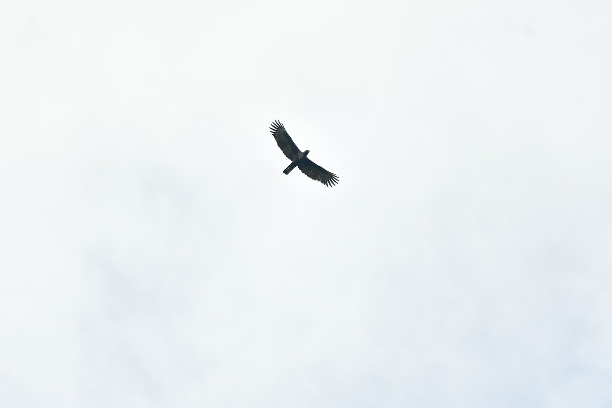 Changeable Hawk-Eagle - ML629313817