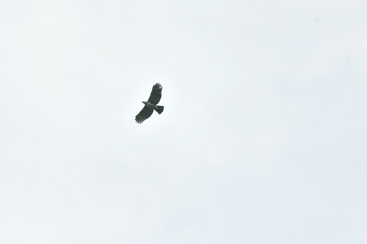 Changeable Hawk-Eagle - ML629313818
