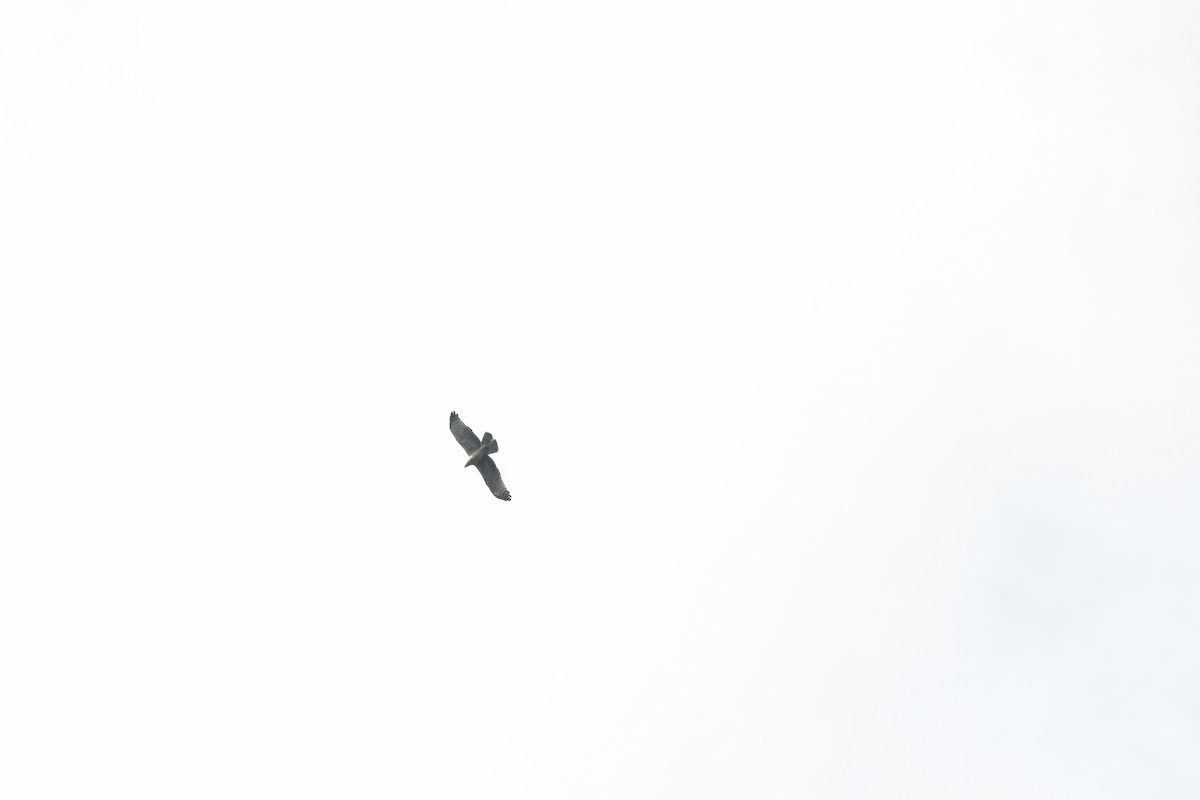 Oriental Honey-buzzard - ML629313852