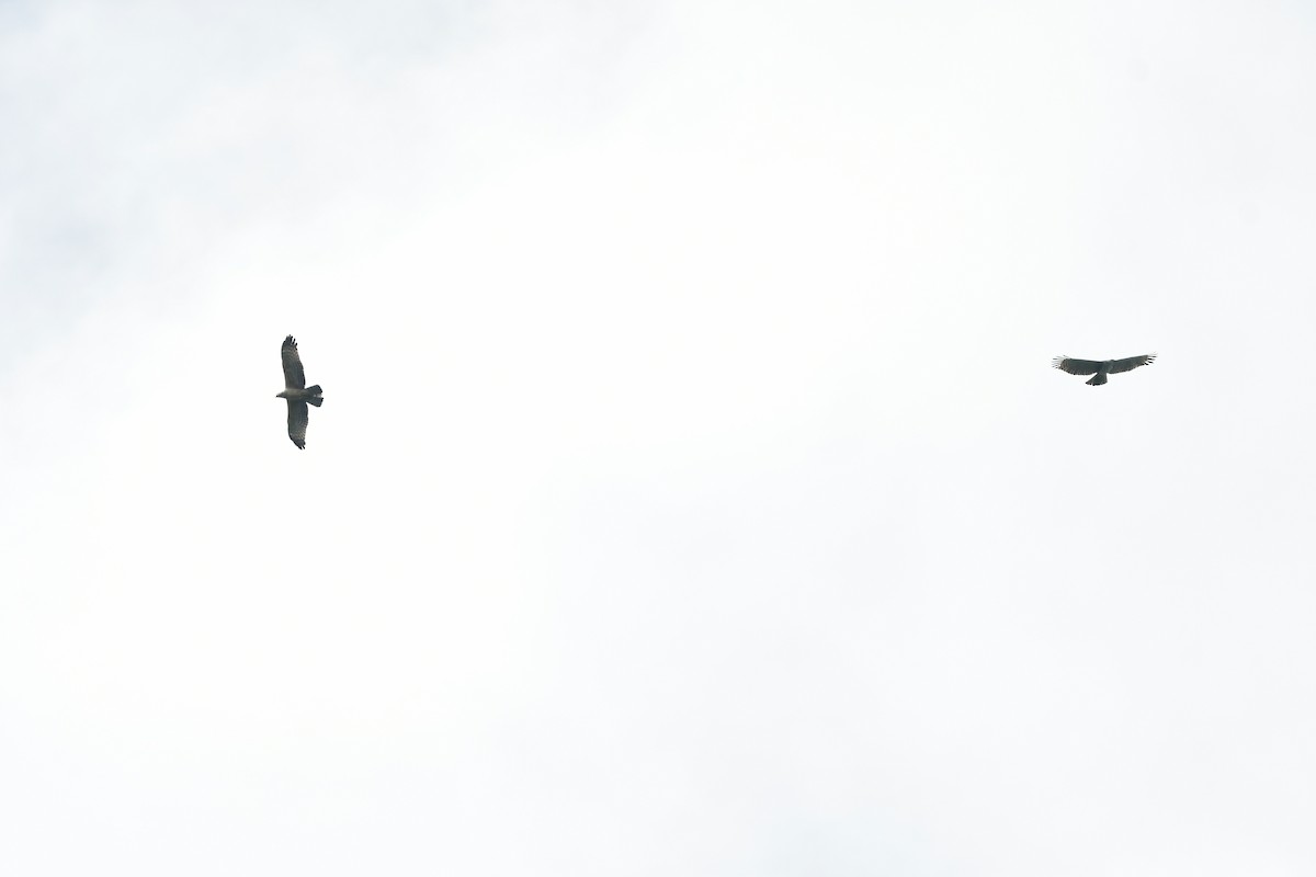 Oriental Honey-buzzard - ML629313853