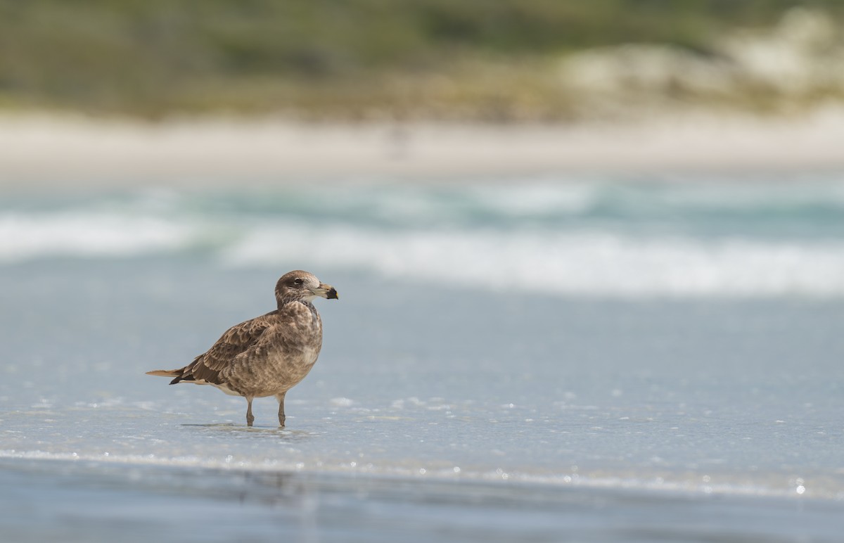 Pacific Gull - ML629313939