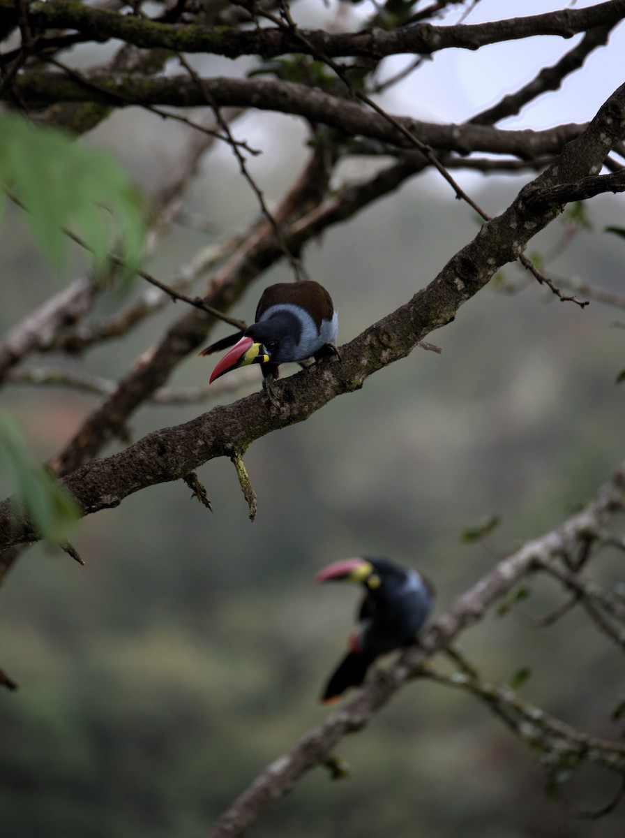 Gray-breasted Mountain-Toucan - ML629313960