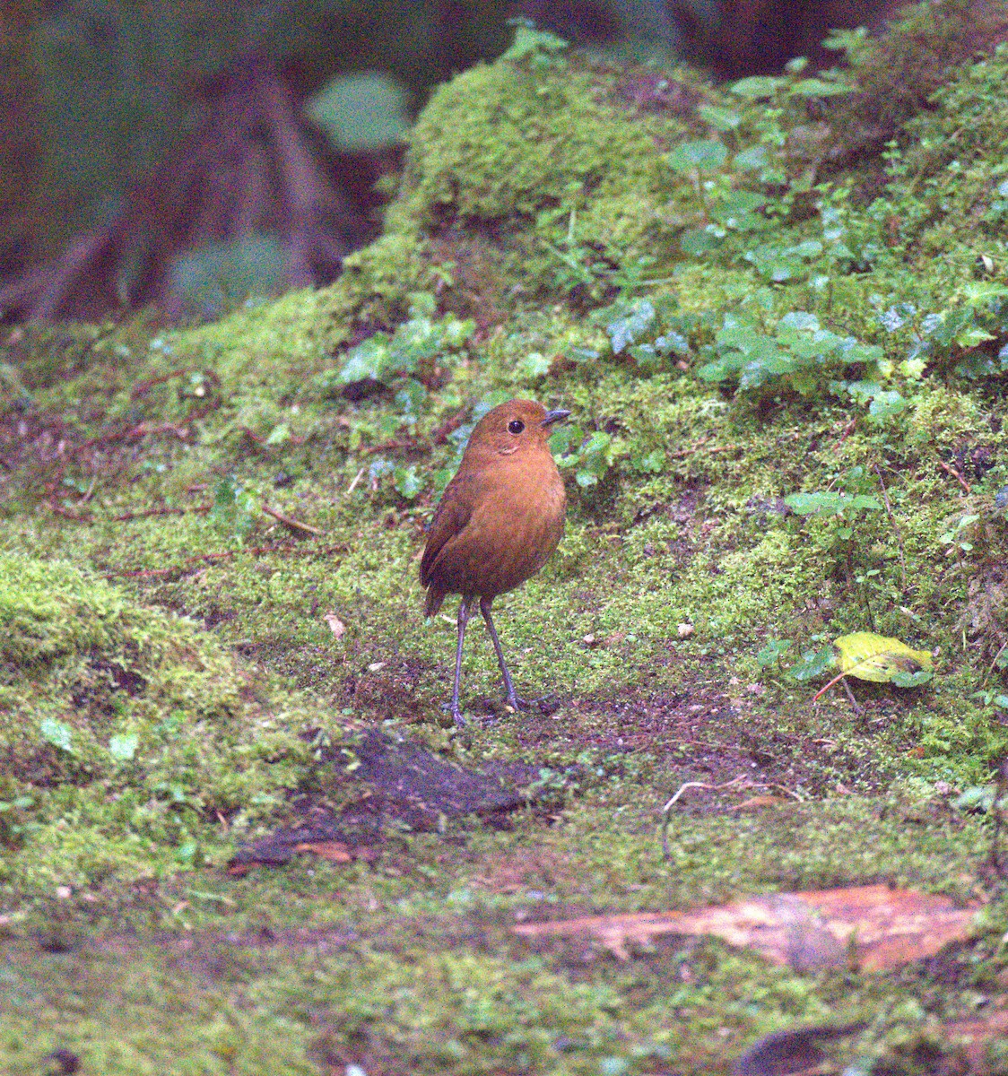 Equatorial Antpitta - ML629313965
