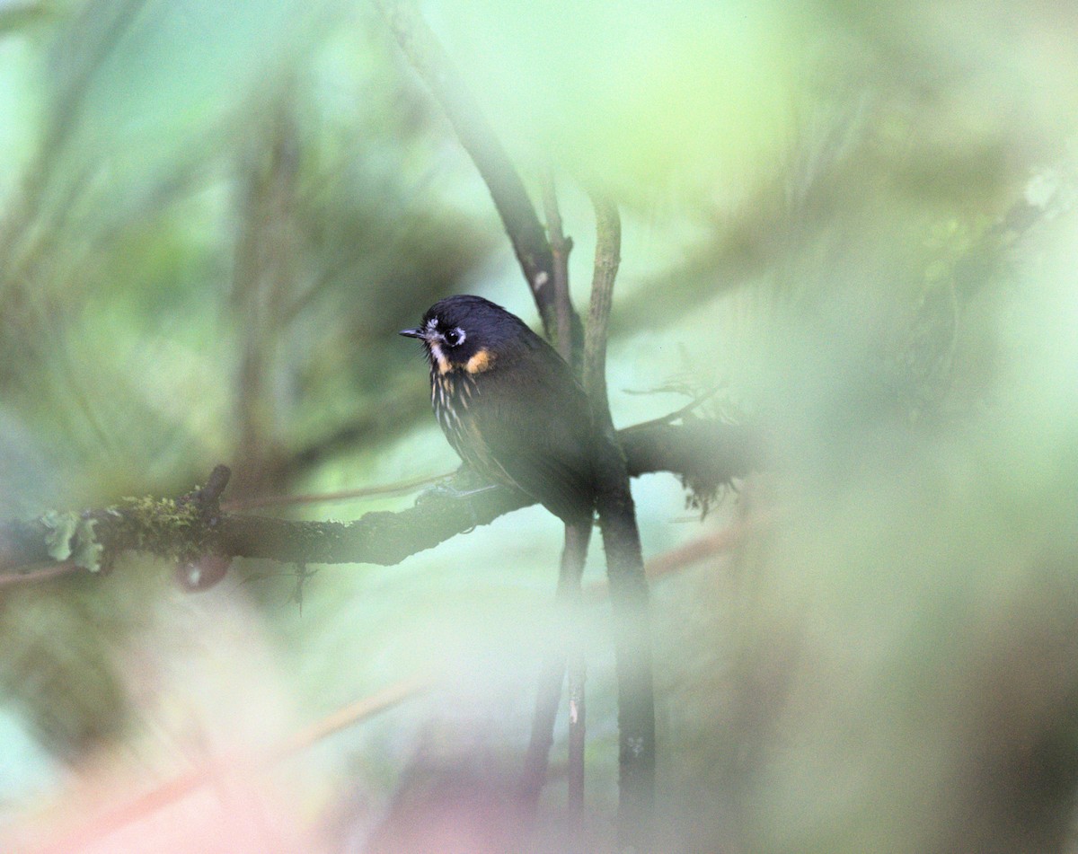Crescent-faced Antpitta - ML629313974