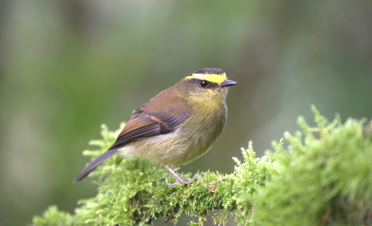 Yellow-bellied Chat-Tyrant - ML629314012
