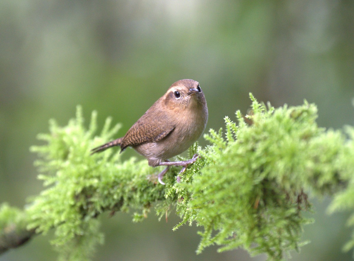 Mountain Wren - ML629314022
