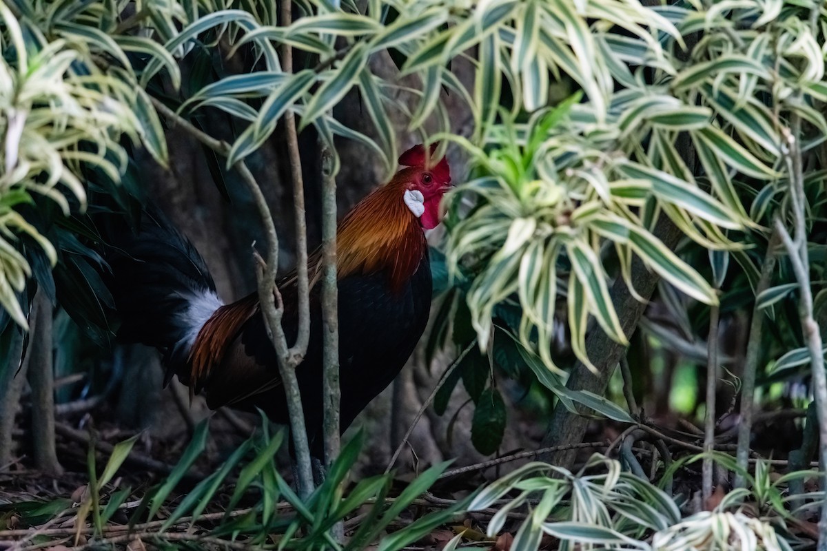 Red Junglefowl - ML629314061