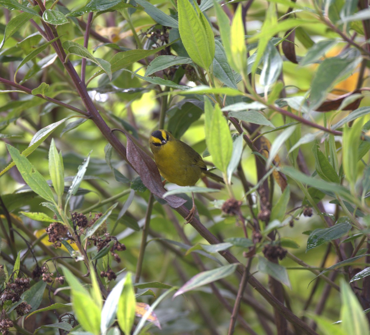 Black-crested Warbler - ML629314063