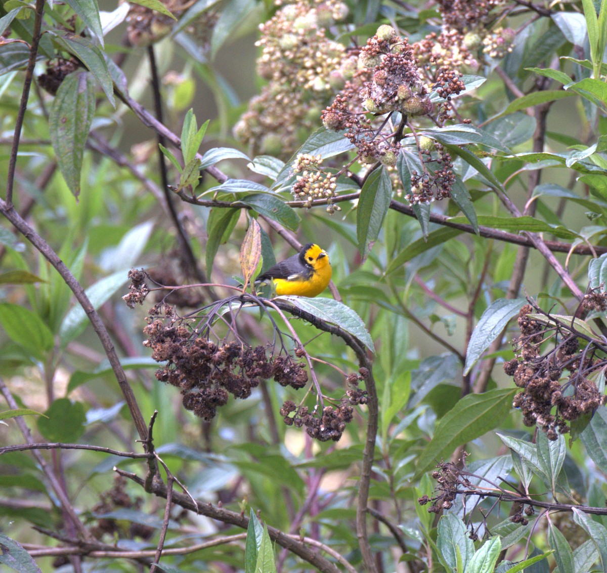Golden-fronted Redstart - ML629314070