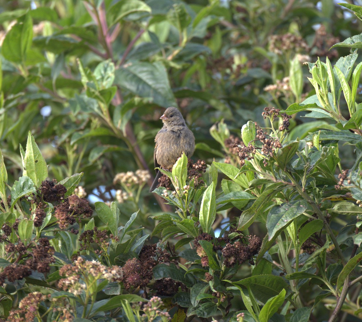 Paramo Seedeater - ML629314088
