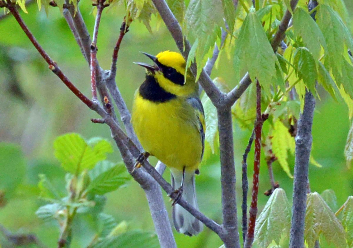 gullvingeparula x blåvingeparula (F2 backcross) - ML62931411