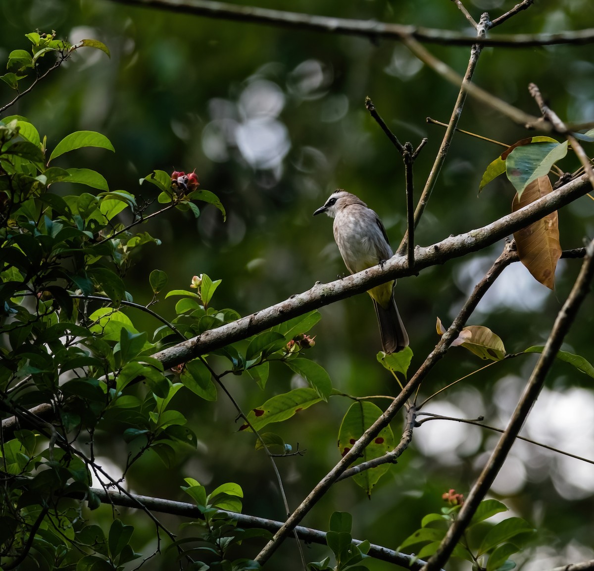 Yellow-vented Bulbul - ML629314116
