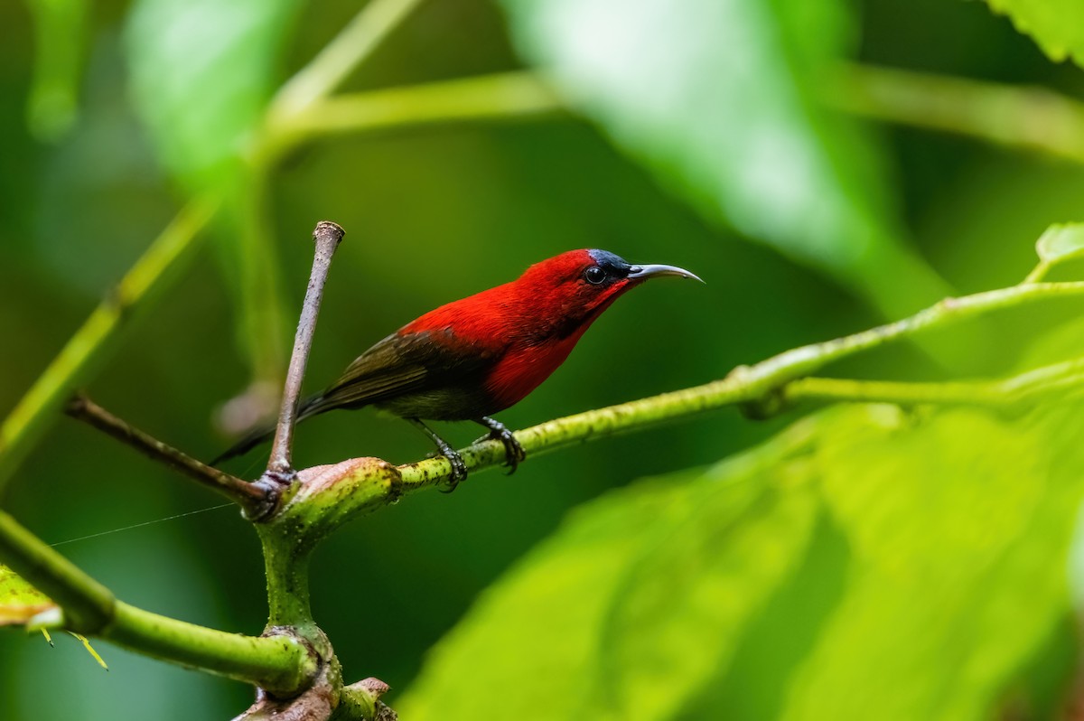 Crimson Sunbird - ML629314139