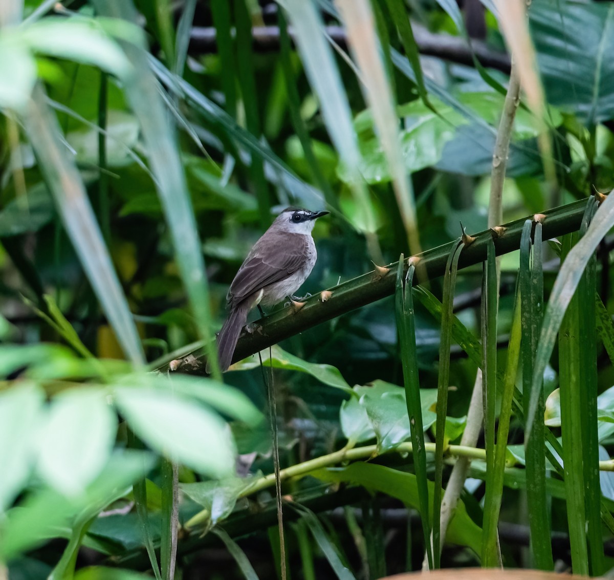 Yellow-vented Bulbul - ML629314161