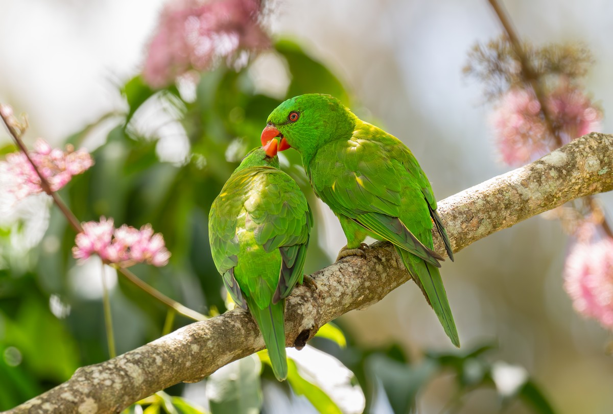 Scaly-breasted Lorikeet - ML629314583