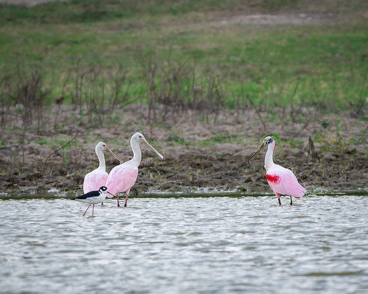 Roseate Spoonbill - ML629314752