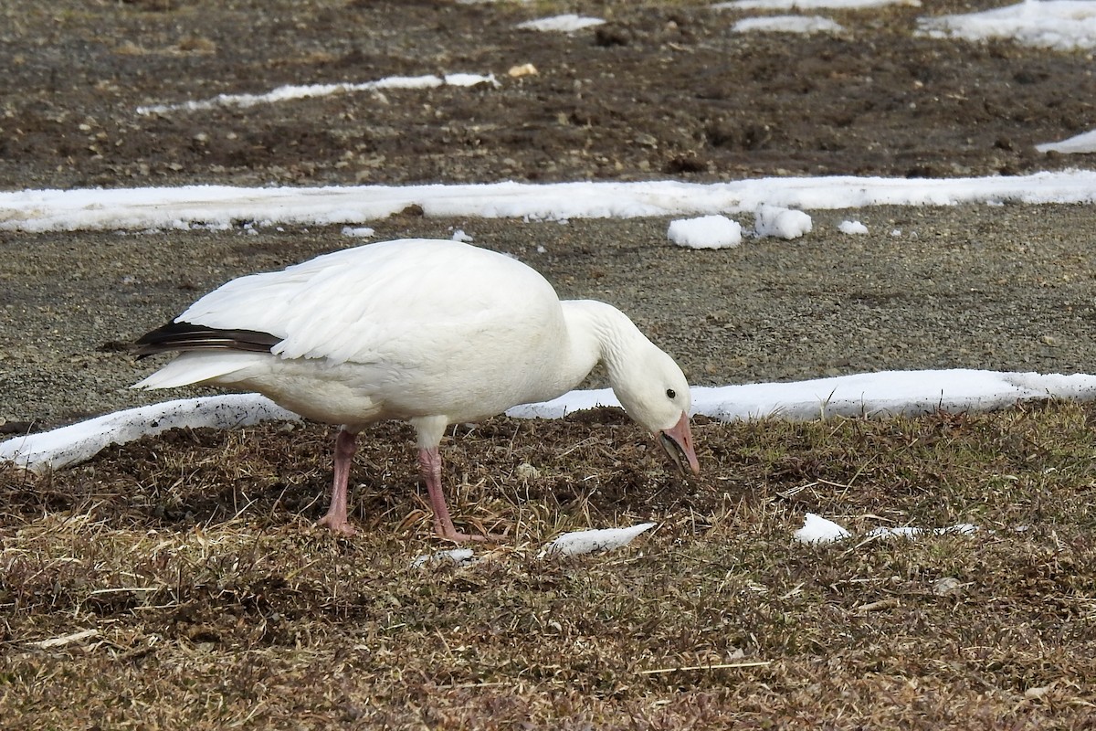 Цасны галуу - ML629314814