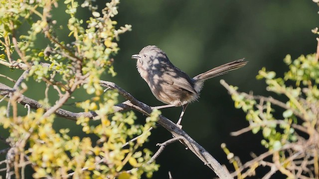 Wrentit - ML629314990