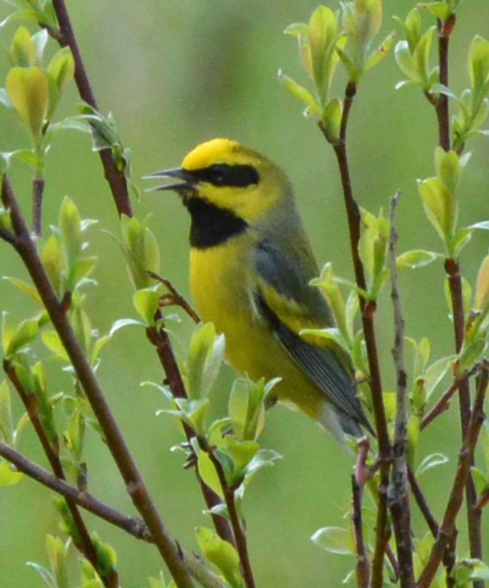 Lawrence's Warbler (hybrid) - Michael Hatton