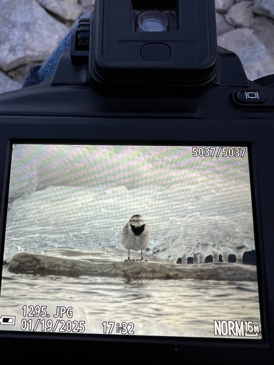 White Wagtail (ocularis) - ML629315164