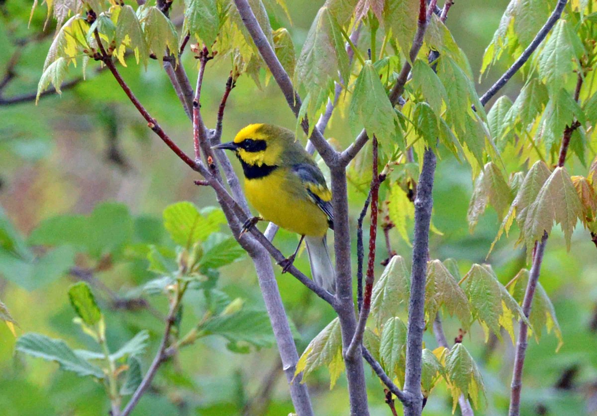 Lawrence's Warbler (hybrid) - Michael Hatton